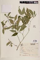 Psychotria suterella image