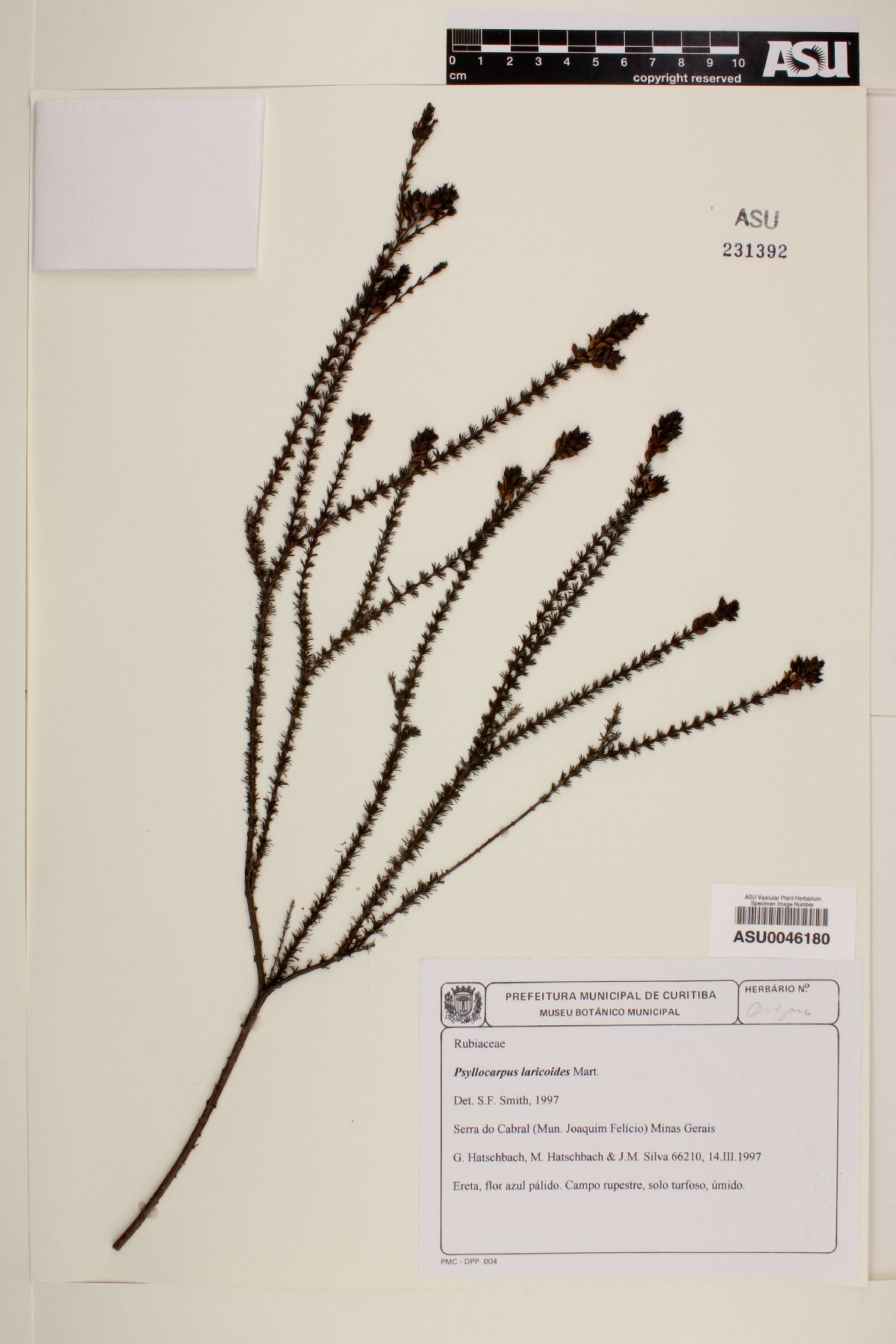 Psyllocarpus laricoides image
