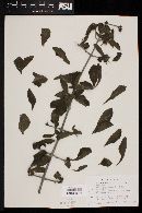 Randia echinocarpa image