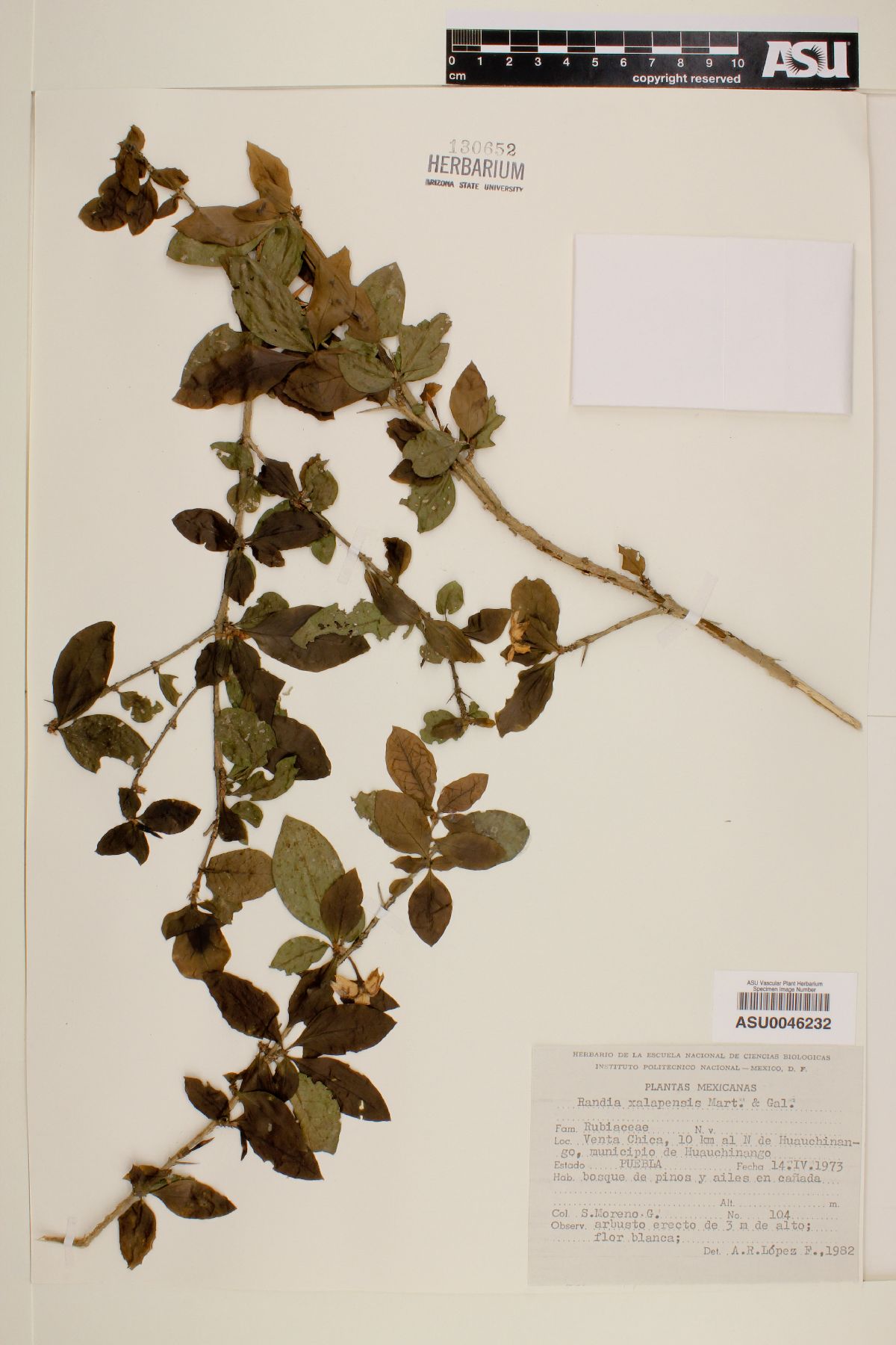 Randia xalapensis image
