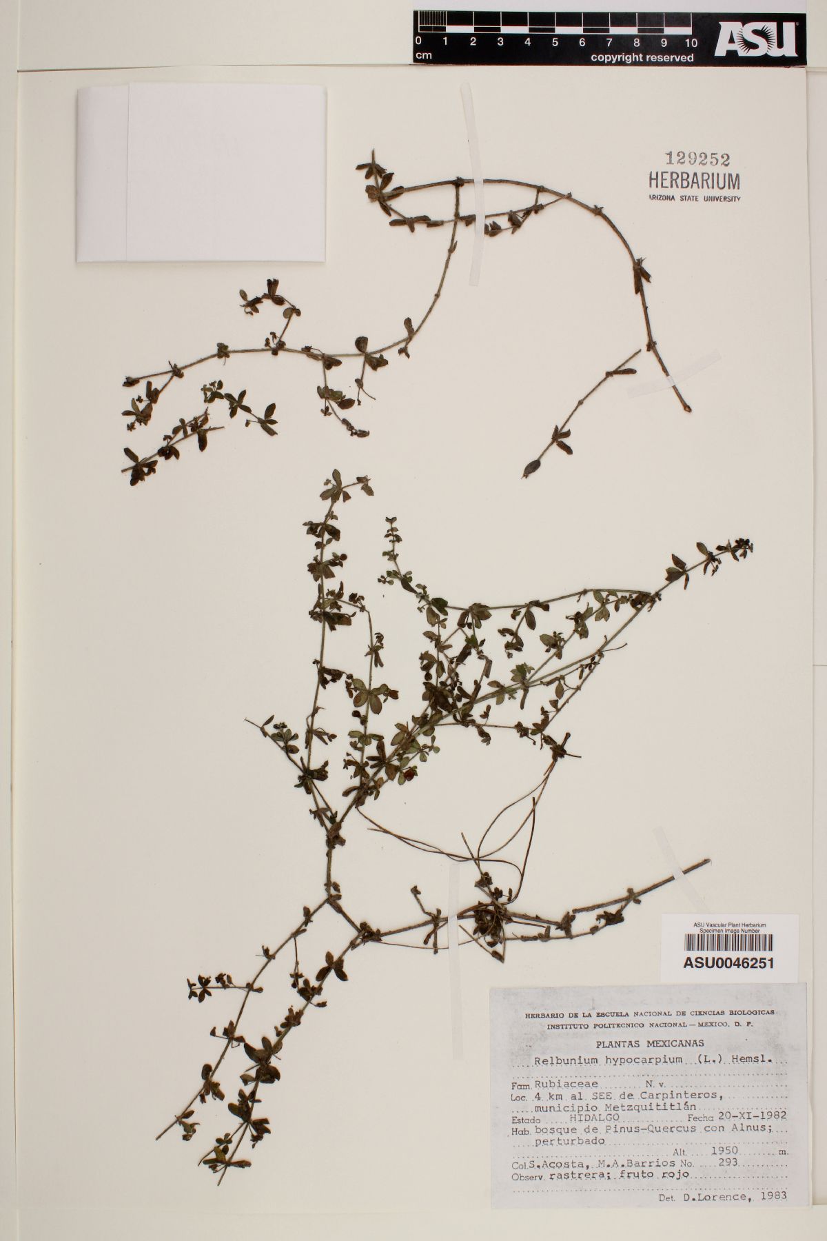Relbunium hypocarpium image