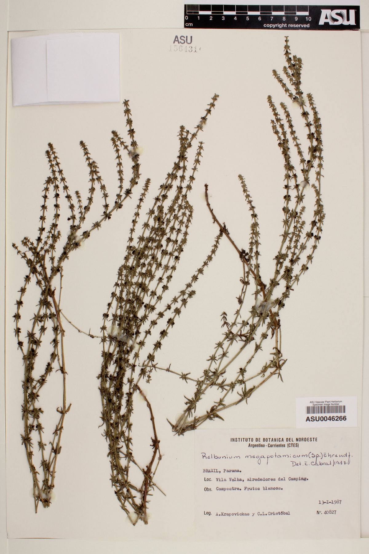 Galium megapotamicum image