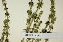 Galium megapotamicum image