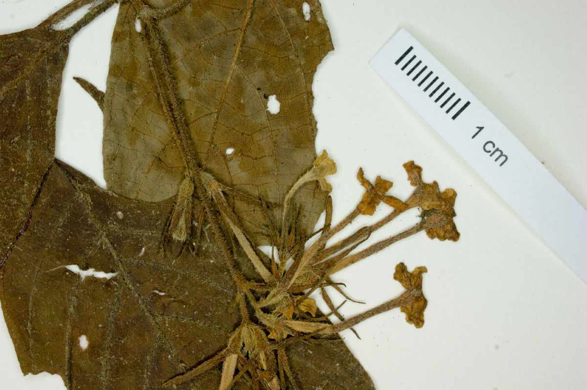 Arachnothryx scabra image