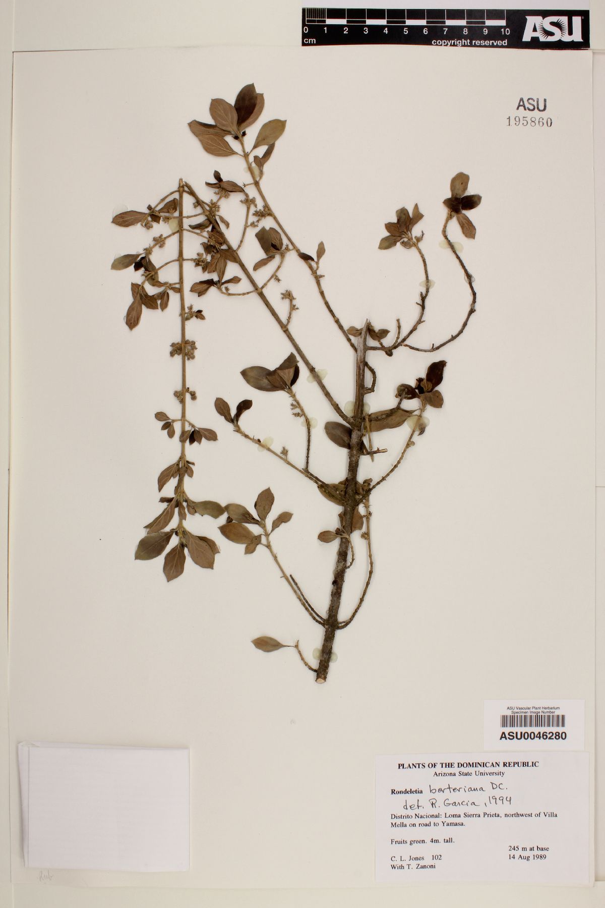 Rondeletia berteroana image
