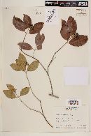 Rondeletia belizensis image
