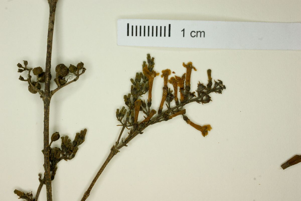 Arachnothryx heteranthera image