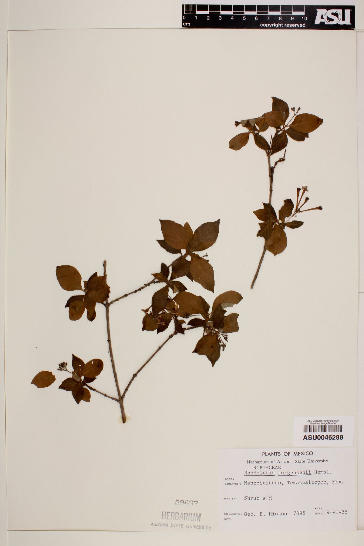 Rondeletia jurgensenii image