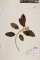 Rondeletia ochracea image