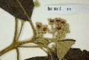 Rondeletia ochracea image