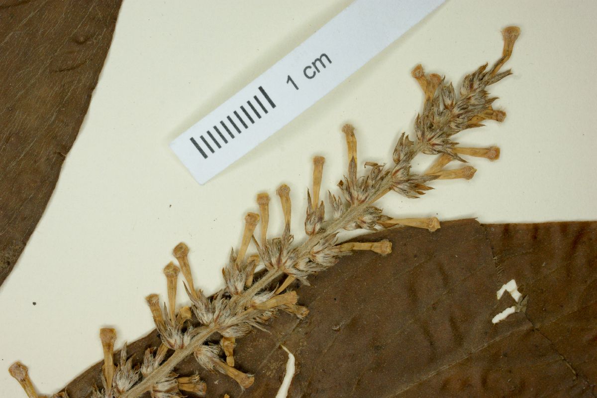 Rondeletia stachyoidea image