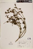 Rovaeanthus strigosus image