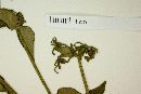 Rovaeanthus strigosus image