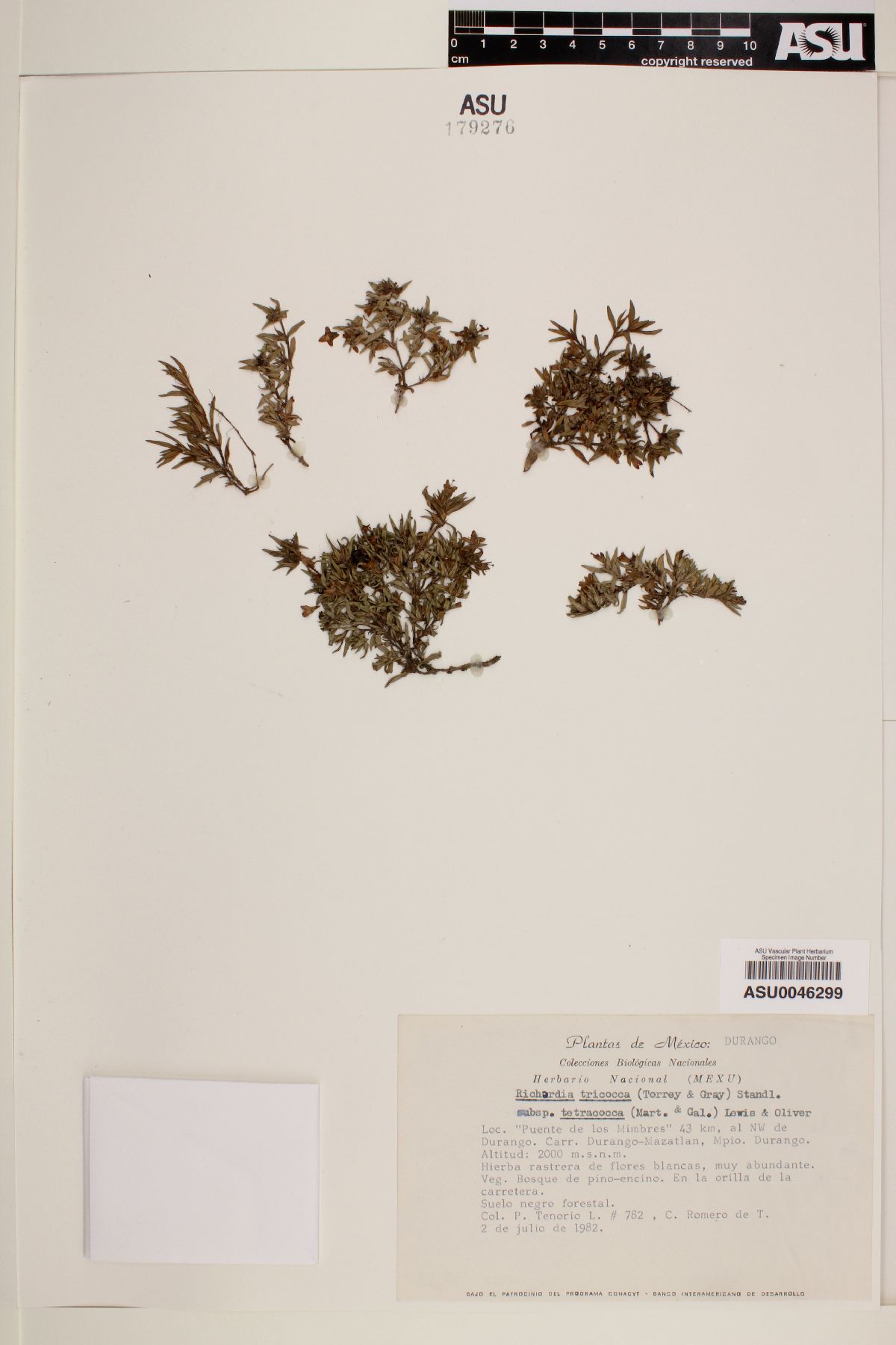 Richardia tricocca subsp. tetracocca image