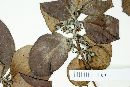 Rondeletia inermis image