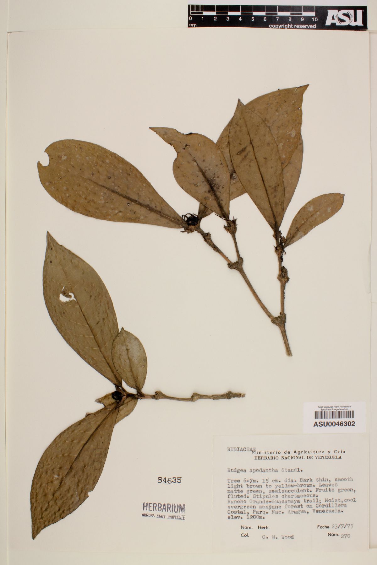 Rudgea apodantha image