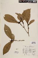 Media resource of Rudgea apodantha