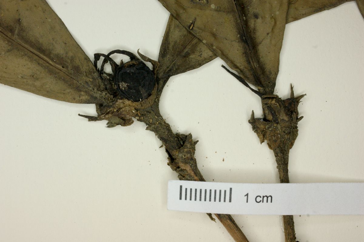 Rudgea apodantha image