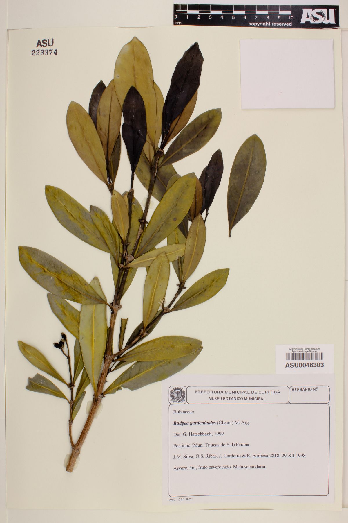 Rudgea gardenioides image