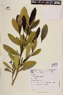 Rudgea gardenioides image