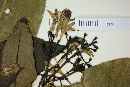 Rudgea jasminoides image