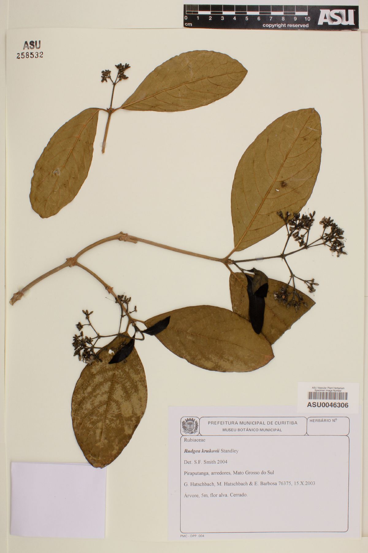 Rudgea viburnoides image