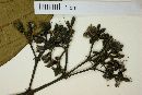 Rudgea viburnoides image