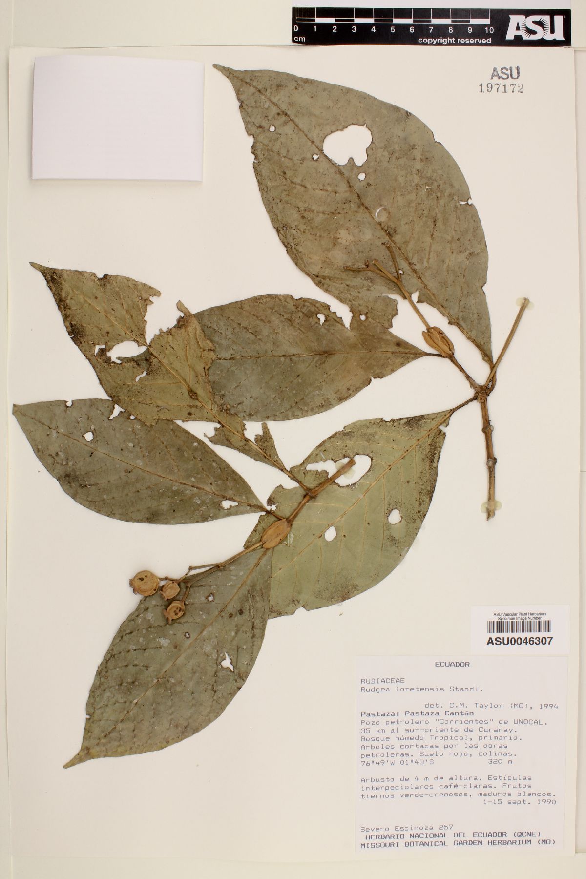 Rudgea loretensis image