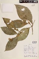 Rudgea loretensis image