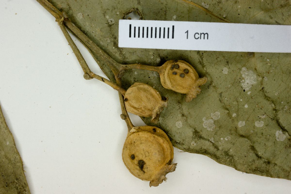 Rudgea loretensis image