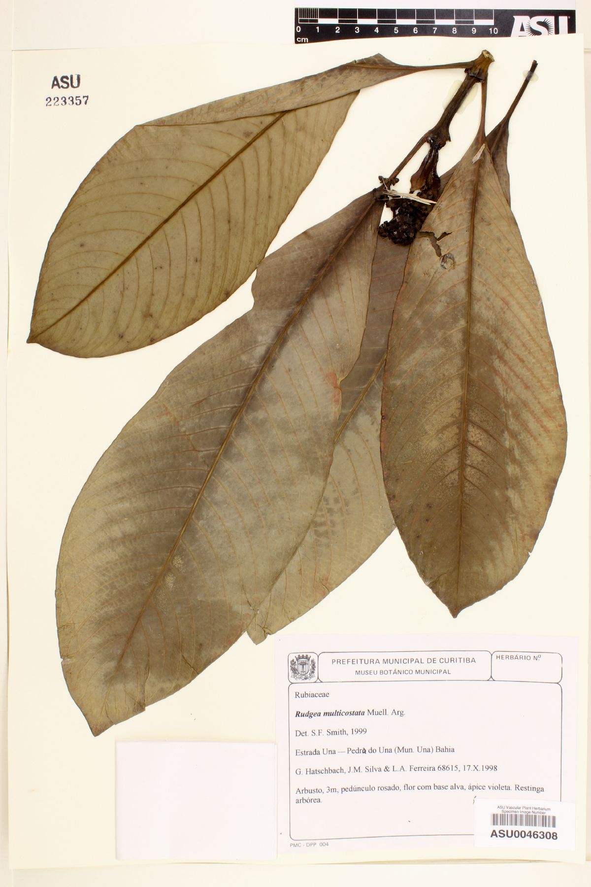 Rudgea vellerea image