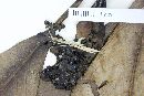 Rudgea vellerea image