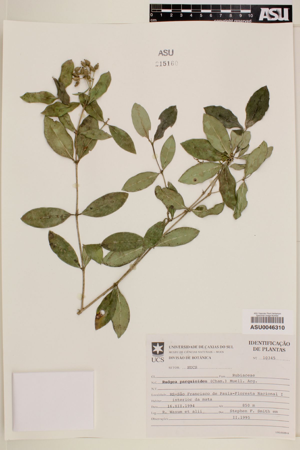 Rudgea parquioides image