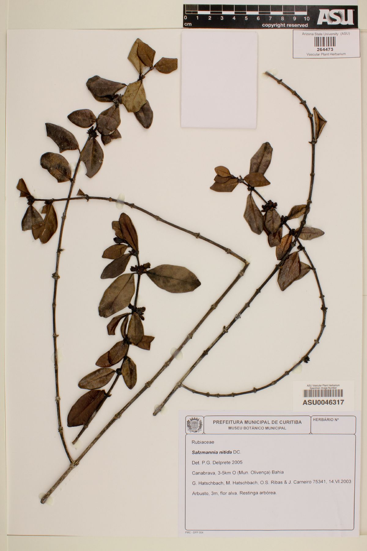 Salzmannia nitida image