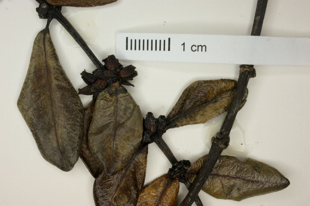 Salzmannia nitida image