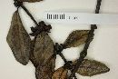 Salzmannia nitida image