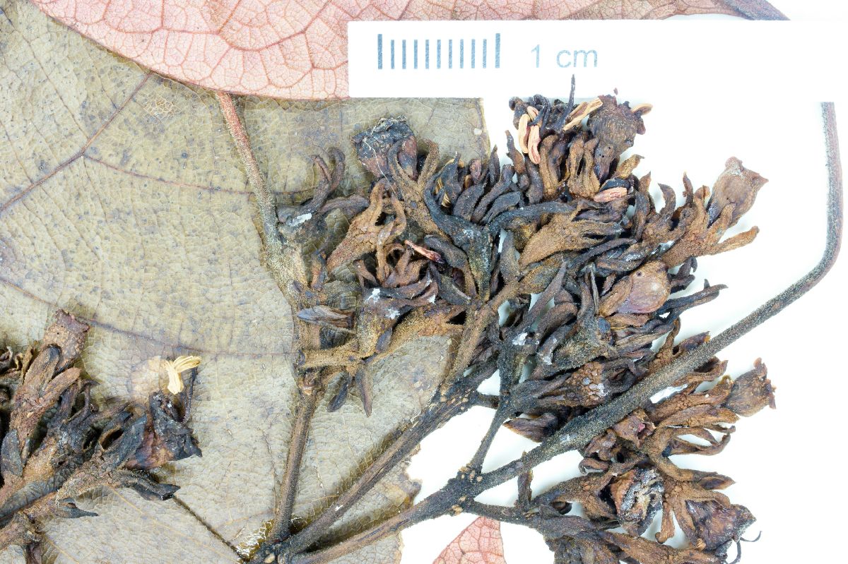 Simira glaziovii image