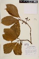 Sommera arborescens image