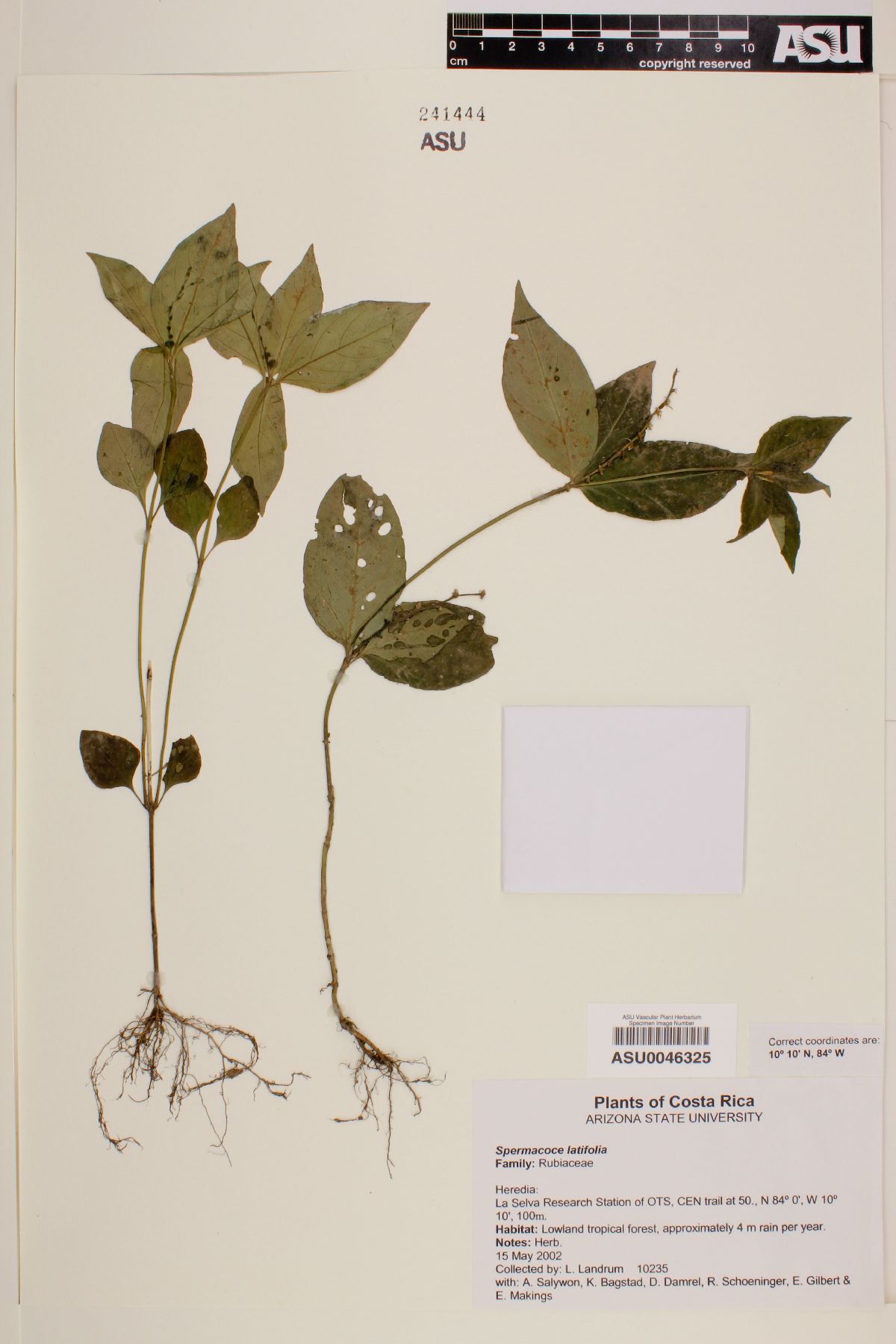 Spermacoce latifolia image