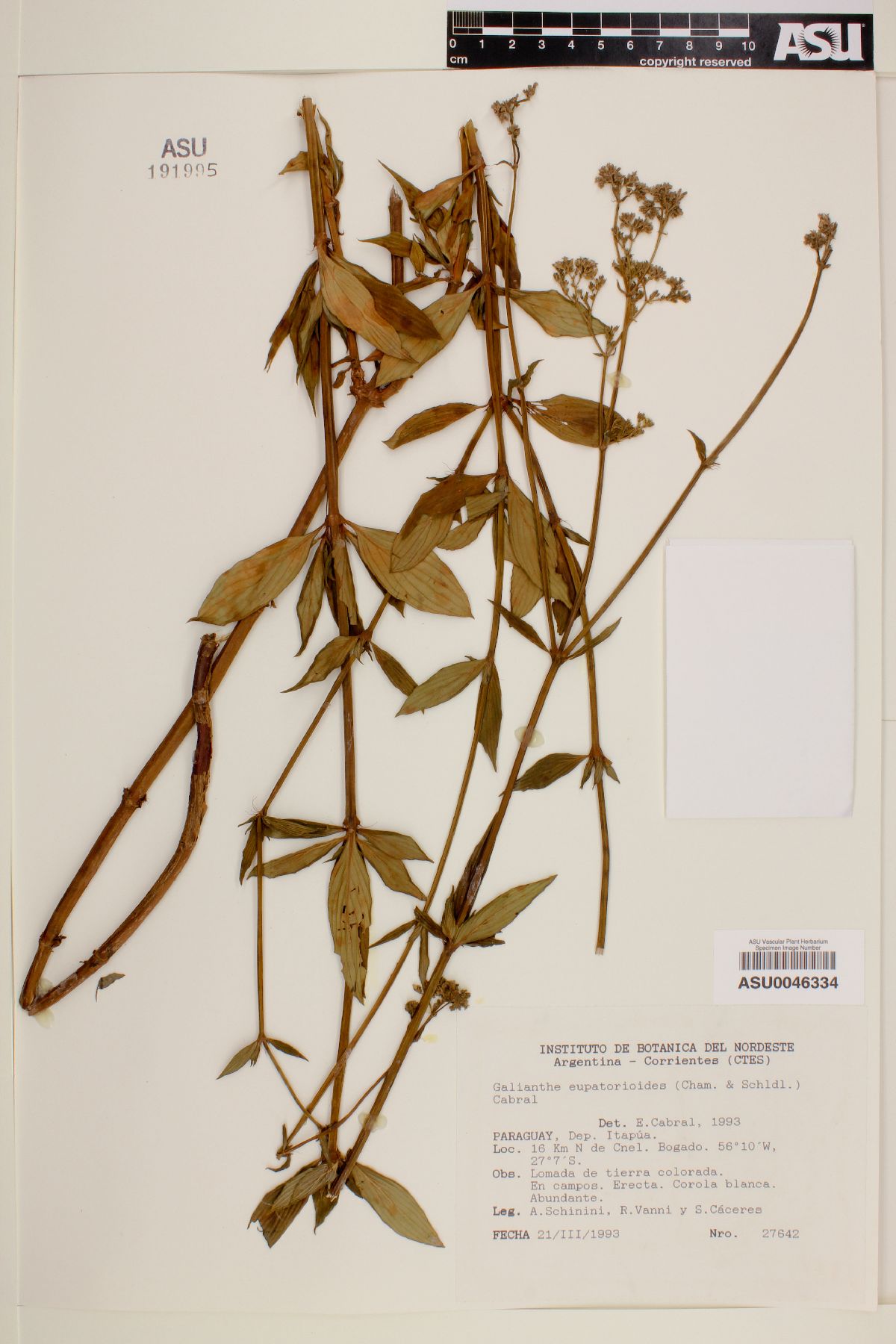 Galianthe eupatorioides image