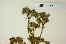 Galianthe eupatorioides image