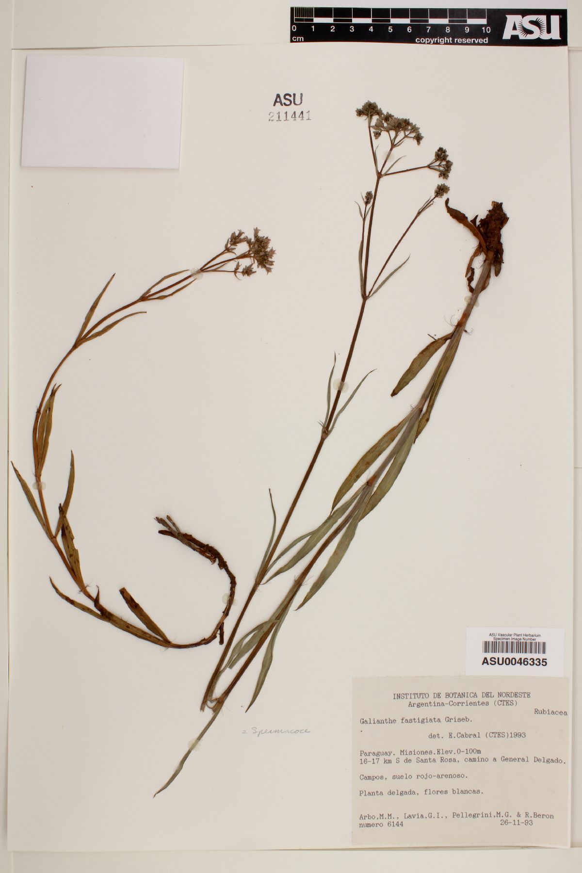 Galianthe fastigiata image