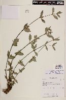 Spermacoce ocymifolia image