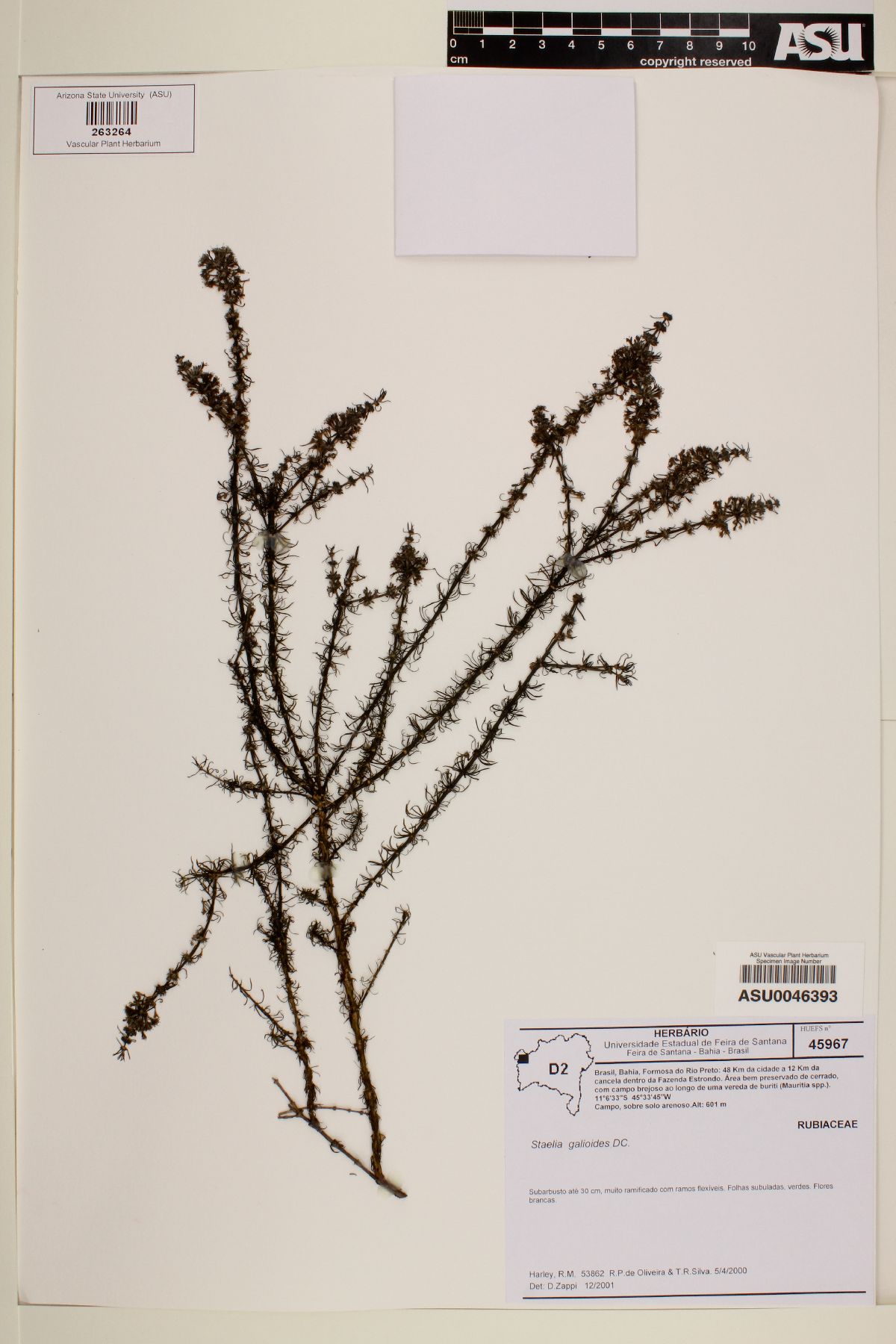 Staelia galioides image