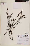 Media resource of Staelia galioides