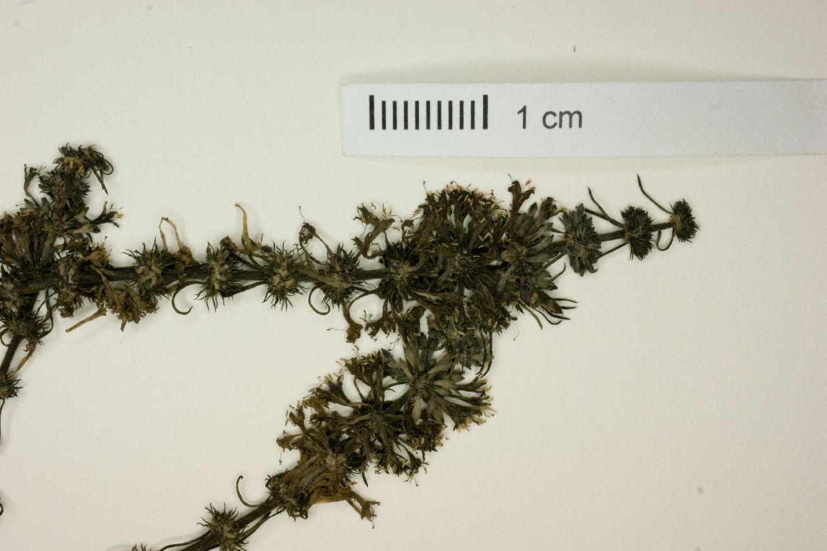 Staelia galioides image