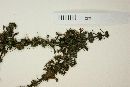Staelia galioides image