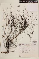 Staelia thymoides image