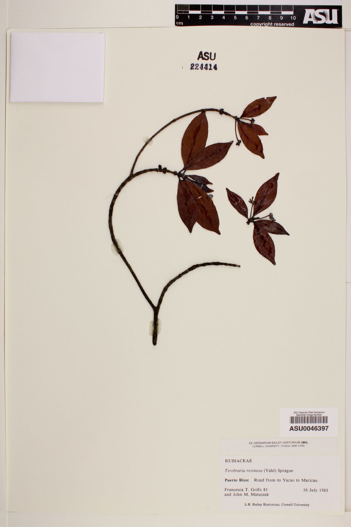 Terebraria image