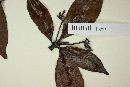 Terebraria resinosa image